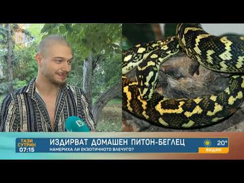Видео: Тази сутрин: Собственикът на избягалия питон: Тази змия е абсолютно дружелюбна