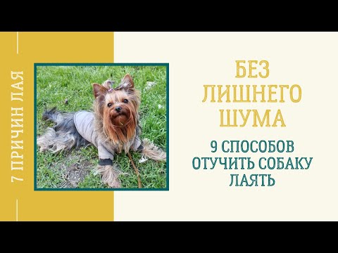 Видео: Почему собака гавкает: 7 причин лая. Как правильно отучить йоркширского терьера лаять дома, на улице