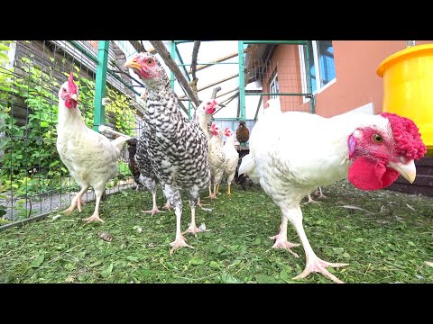 Видео: Пушкинские и павловские куры. 2,5 месяца