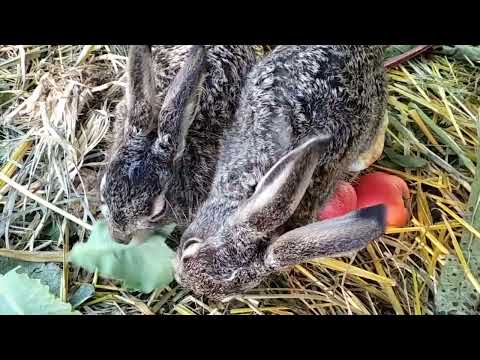 Видео: Ранковий перекус...(1)