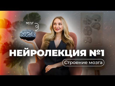 Видео: Строение мозга. 12 пар черепных нервов.