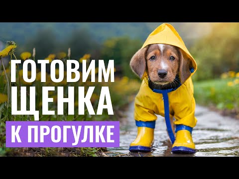 Видео: ПЕРВАЯ ПРОГУЛКА: Как подготовить щенка к первому выгулу?