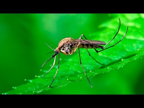 Видео: Разговоры о комарах