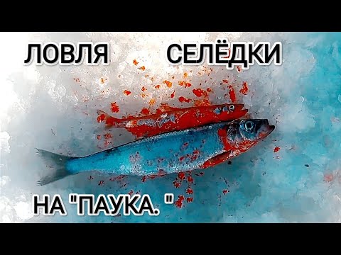Видео: Ловлю селёдку на "паука". 8 удочек в деле.Ловля  селёдки наваги в Приморье.