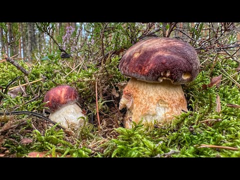 Видео: ТИХАЯ ОХОТА НА БОРОВИКИ! СОБИРАЕМ СОСНОВЫЕ БЕЛЫЕ ГРИБЫ В ОСЕННЕМ ЛЕСУ | СЕНТЯБРЬ 2024