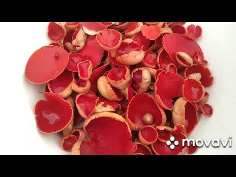 Видео: Саркосцифа