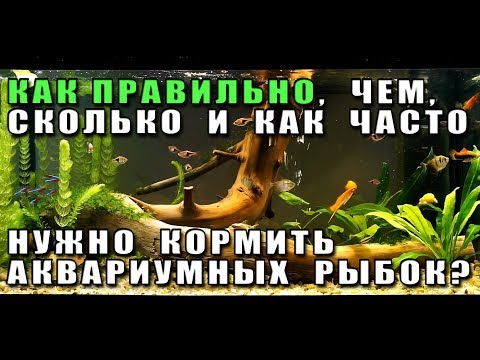 Видео: Как правильно кормить аквариумных рыбок. Чем, сколько и как часто.