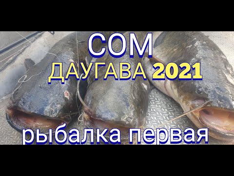 Видео: Сом Даугава 2021(рыбалка первая)