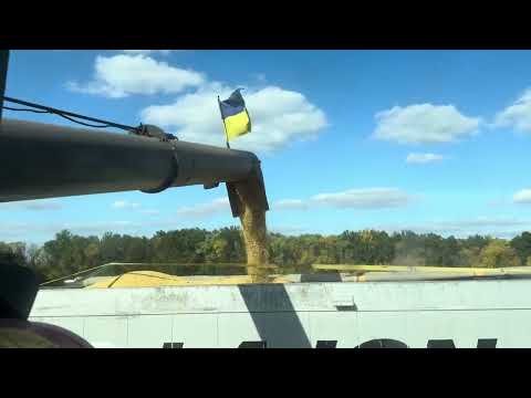 Видео: русня насрала і на наших полях🤨результат протеіну💪загущення не збільшує врожай