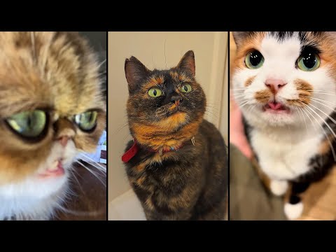 Видео: Cute and funny CATS.🐱 And Some Just Interesting Moments.😻Videos🔶 Сompilation # 63🔶