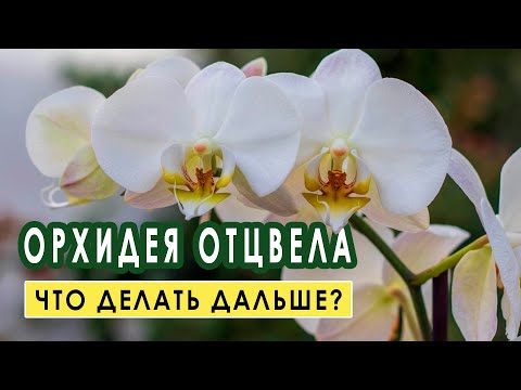 Видео: Орхидея отцвела. Что с ней делать дальше?