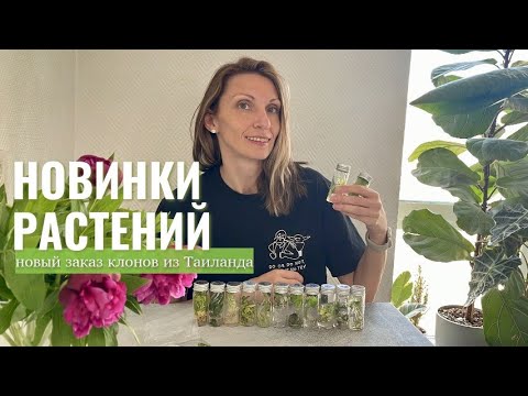 Видео: Растения из пробирок | Долгожданные новиночки монстер и алоказий