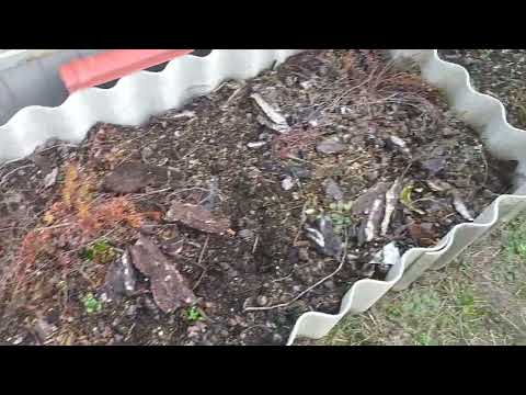 Видео: Клюква садовая. Ошибка при создании первой грядки