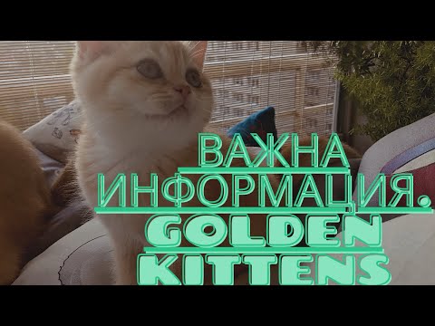 Видео: 🙀🧡😺КАК УБЕРЕЧЬ КОШЕК ОТ ОПАСНОСТЕЙ😻🐱😺ВАЖНО!!!❤️ЗОЛОТАЯ ШИНШИЛЛА.