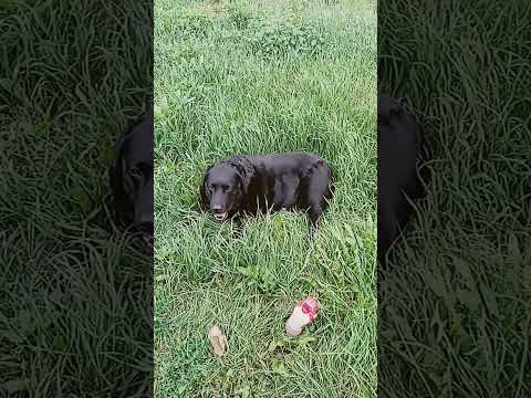 Видео: Мишель на отдыхе