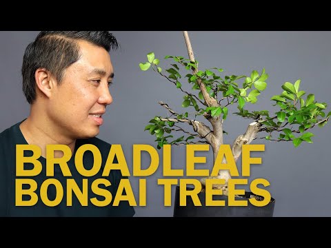 Видео: Широколиственный бонсай: работа над бонсай из крепового мирта