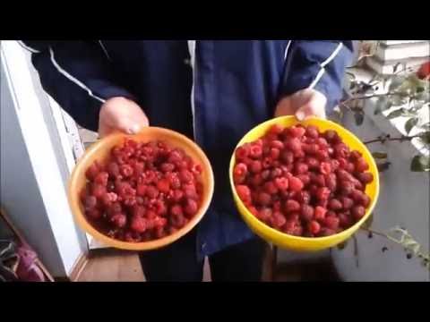 Видео: Ремонтантная малина  бриллиантовая