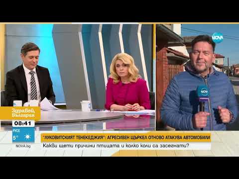 Видео: Кълве калници и сваля боята: Агресивен щъркел атакува коли в Луковит