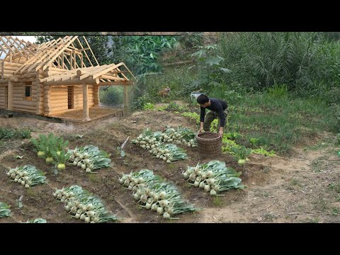 Видео: Посадка кольраби на новой земле. Сбор урожая на продажу на рынке. 3 года в лесу.