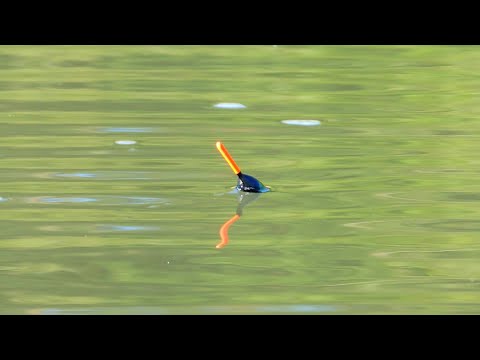Видео: Річка шаленіє! Піднялась вода - а риба клює ЩОСЕКУНДИ! Риболовля на поплавок 2025