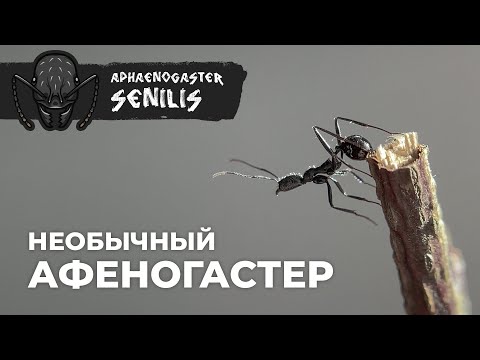 Видео: ИЗ КОНТЕЙНЕРА В ФОРМИКАРИЙ | Aphaenogaster senilis