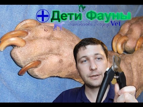 Видео: Когти собаки. Как подстричь когти собаке. Автор ветеринар
