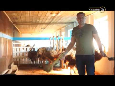 Видео: Сельские истории с Сергеем Курочкиным. Страус