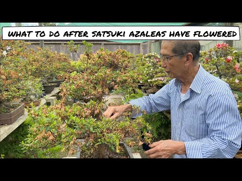 Видео: Что делать с азалией Сацуки после цветения