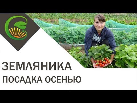 Видео: Осенняя посадка земляники