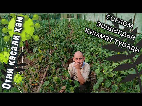 Видео: Отни касали ҳам соғлом эшшакдан қиммат туради экан