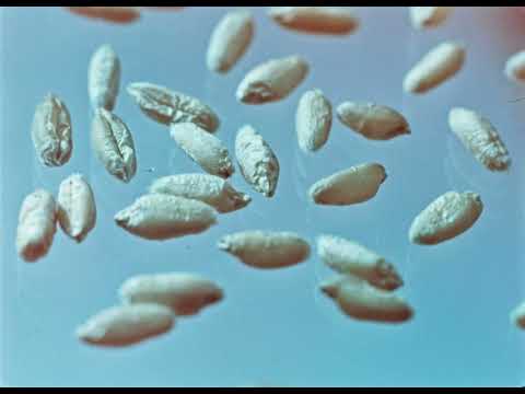 Видео: Тритикале - новая зерновая культура, 1976