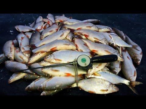 Видео: Плотва на водохранилище. Зимняя рыбалка 2016 - 2017