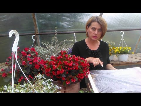 Видео: Черенкуем все подряд - заберём на зиму