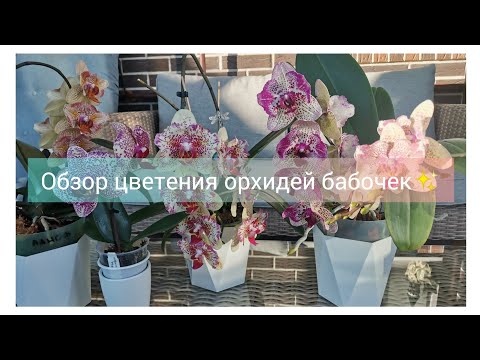 Видео: Цветение орхидей бабочек и не только. Lancer, Maya, Art Nouveau, Grissini,биг лип бабочка, Клеопатра