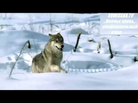 Видео: группа КОМИССАР - Волчья кровь (неофициальный клип)