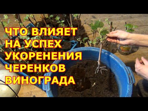 Видео: Что влияет на успех укоренения черенков винограда