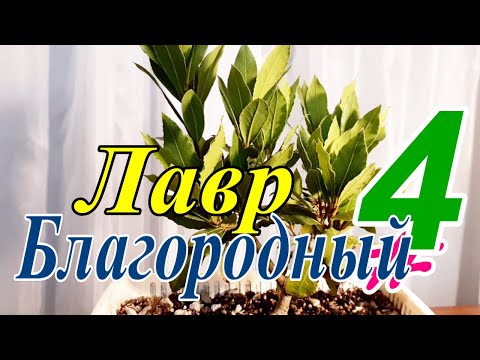Видео: Лавр Благородный/Láurus nóbilis #4  Июнь 2025