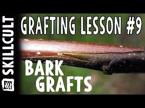 Видео: Урок №9 по прививке, Прививка на кожу, между корой и древесиной