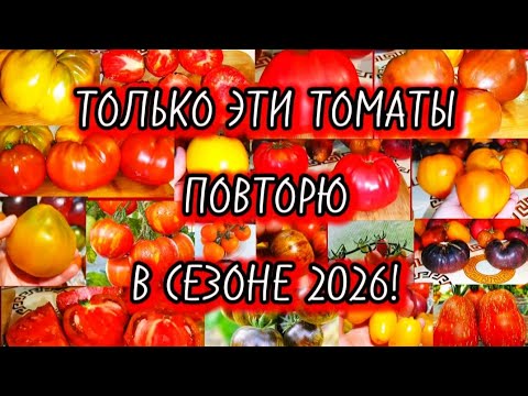 Видео:  Только эти сорта томатов идут со мной в сезон 2026. Выбор был трудным!