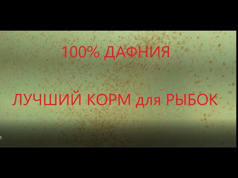 Видео: 100%ДАФНИЯ лучший КОРМ. РАЗВОДИМ ДОМА сколько ХОТИМ.ГУППИ для НАЧИНАЮЩИХ И не только!