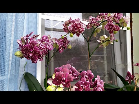 Видео: Домашние цветение орхидей.Фаленопсис Wild Cat, и ее варианты цветения.Фаленопсис  Sacrifice и другие