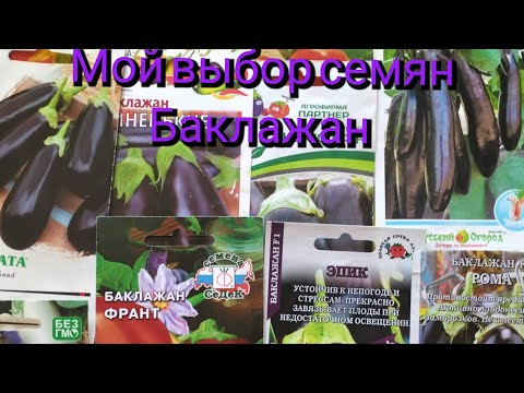 Видео: Разбор семян баклажан 🍆 Что выбираю для себя))) сорта и гибриды на 2024🍆