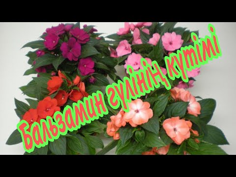 Видео: Бальзамин гүлінің күтімі. Топырағы, су құю әдісі. Гүлдер әлемі. Үй гүлдері күтімі.