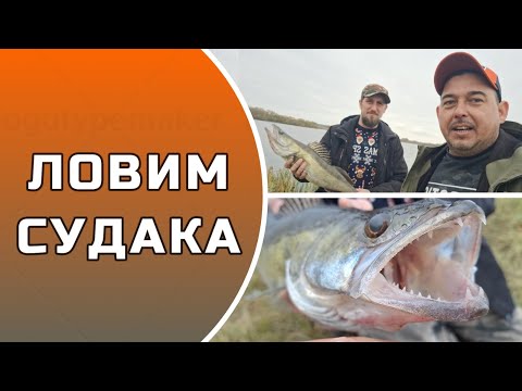 Видео: ЛОВИМ СУДАКА