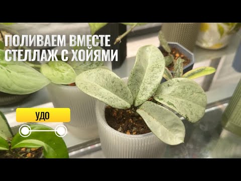 Видео: Полив стеллажа с хойями. Концентрация удобрений