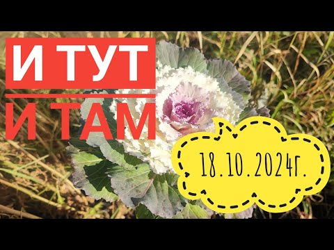 Видео: И в огороде и ремонт/Последний жаркий день 2024г.#влог#сибирь#огород#стройка#дача#жизнь#семья