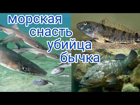 Видео: снасти на бычка, донная снасть с лодки, лучшие морские снасти, как ловить бычка (кнута)