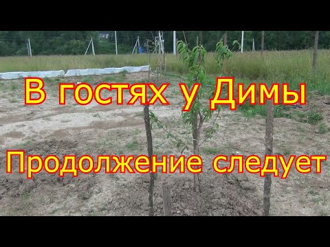 Видео: 1 серия. Двухлетний виноград цветёт. В гостях у Димы