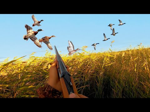 Видео: Успешное открытие охоты на водоплавающую дичь: От трофея до добычи.