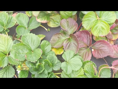 Видео: Які сорта 🍓полунички 🍓, ще добавились